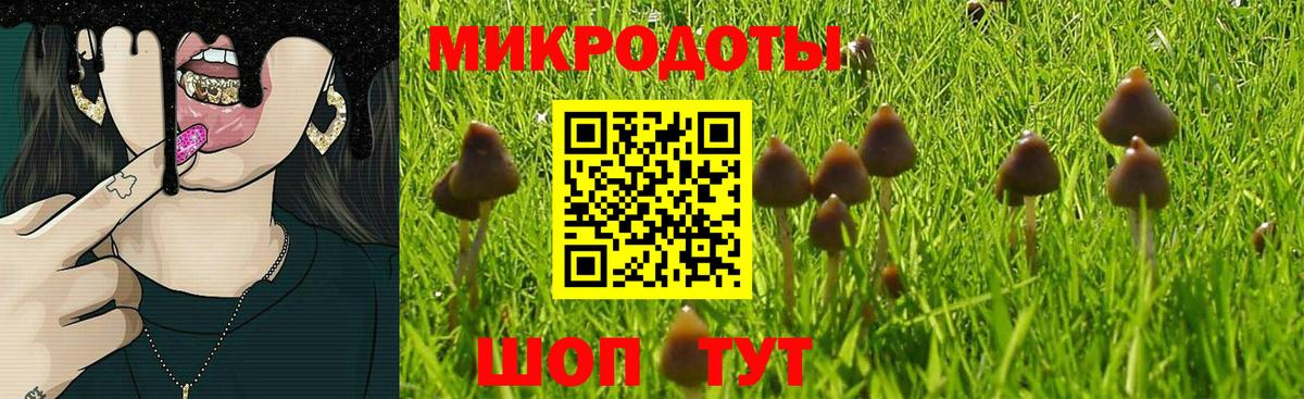 Галлюциногенные грибы Psilocybine cubensis Соль-Илецк